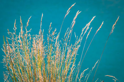 Low angle view of plants against blue sky