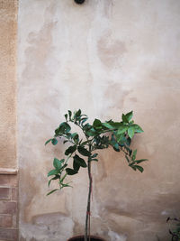 Close-up of plant against wall