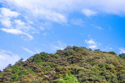 Low angle view of trees on mountain against sky