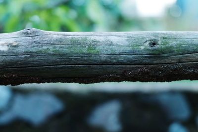 Close-up of lizard on wood