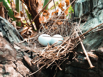 Close-up of birds in nest