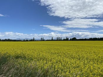 Scenic view of field against sky