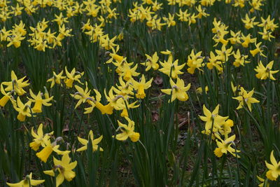 Close-up of yellow flowers blooming in field