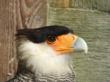 Close-up of a bird looking away