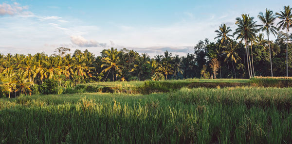 Scenic view of agricultural field against sky