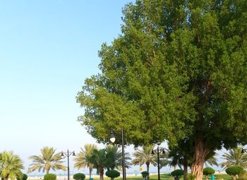 Low angle view of palm trees against clear sky