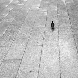 High angle view of pigeons on footpath