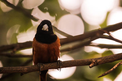 Close-up of bird perching on branch