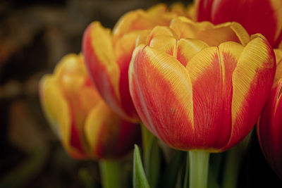 Close-up of red tulip
