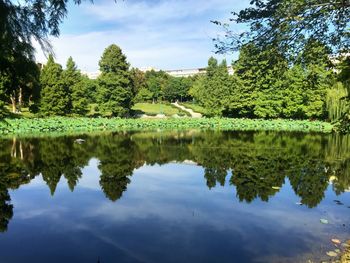 Reflection of trees in calm lake