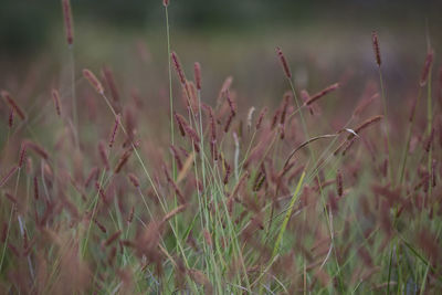 Close-up of stalks in field