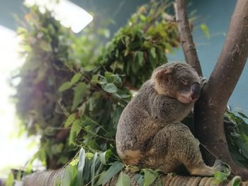 Monkey on tree branch