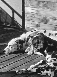 High angle view of dog on wooden floor