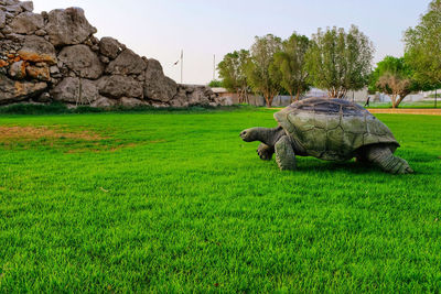 View of sheep on field