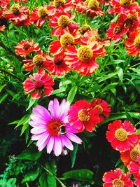 High angle view of pink flowering plants