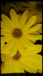 Close-up of yellow flower