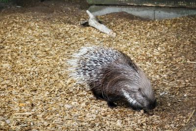 High angle view of  porcupine on field