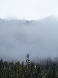 Scenic view of forest against sky during winter