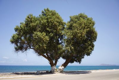 Tree by sea against clear sky