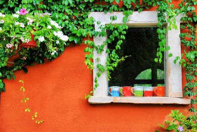 Potted plants on window sill