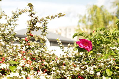 Close-up of pink flowering plants on field