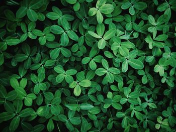 Full frame shot of fresh green plants