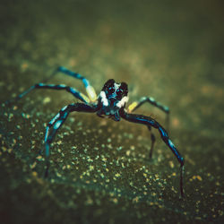 Close-up of spider