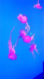 Close-up of pink jellyfish against blue background