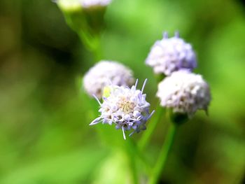 Close-up of white flowering plant