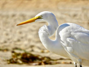 Close-up of bird in water