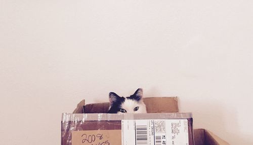 Portrait of a cat on wall