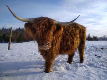 Buffalo on snow covered field