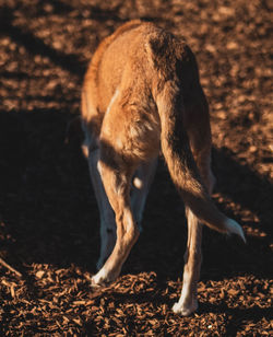 View of dog on field