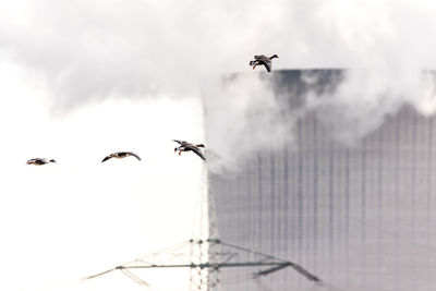 Low angle view of birds flying against sky