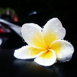 Close-up of white flowers