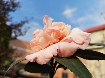 Close-up of pink flowering plant against sky