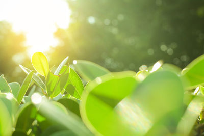 Close-up of fresh green leaves against sky on sunny day