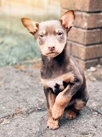 Portrait of dog sitting outdoors