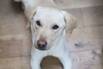 Close-up portrait of dog on floorboard