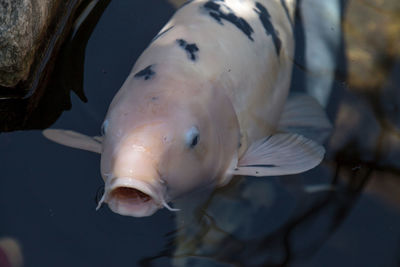 Close-up of fish swimming in sea