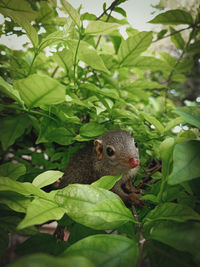 Close-up of lizard on plant