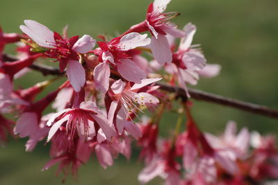 Close-up of pink cherry blossoms