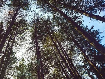 Low angle view of trees