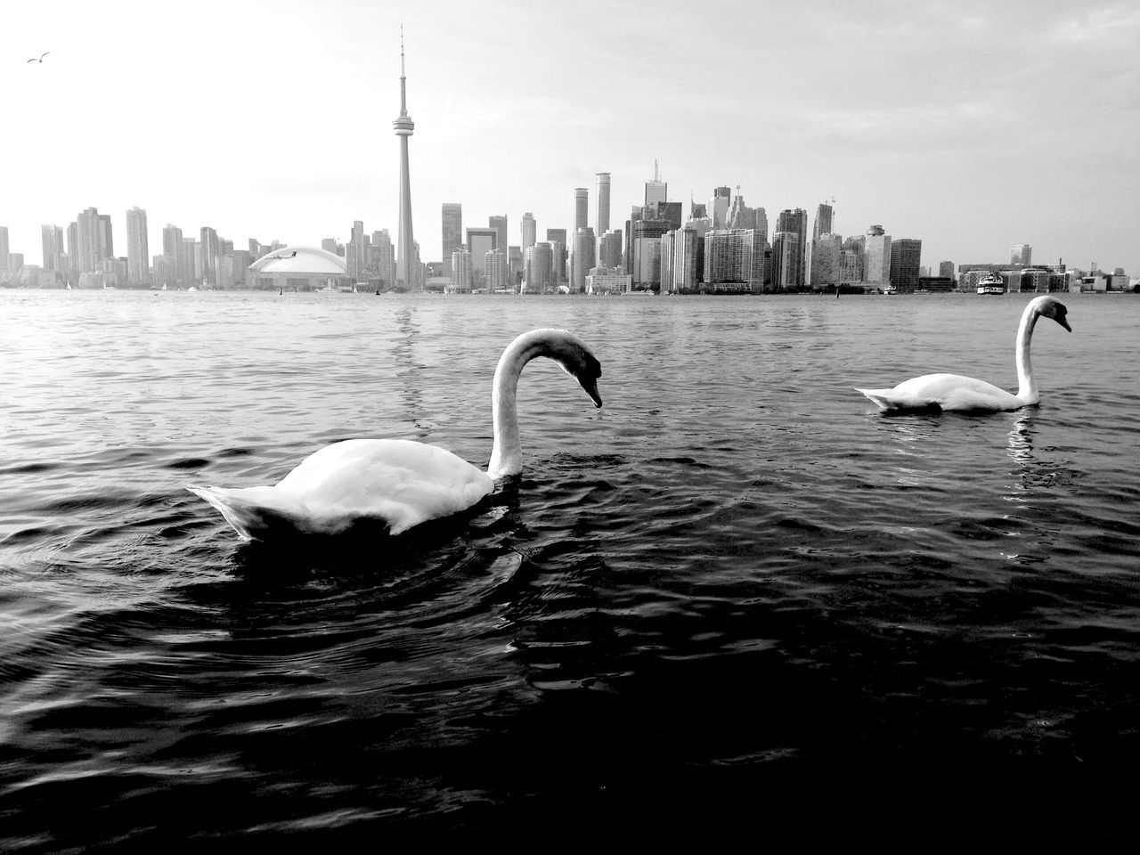 bird, animal themes, water, building exterior, architecture, city, built structure, animals in the wild, waterfront, wildlife, river, seagull, rippled, skyscraper, cityscape, one animal, swan, flying, spread wings, sky