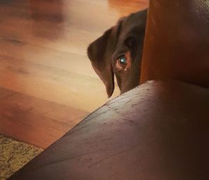 Close-up portrait of dog relaxing on hardwood floor