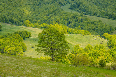 Scenic view of forest