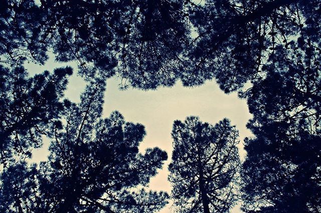 tree, low angle view, branch, growth, sky, nature, tranquility, beauty in nature, silhouette, high section, scenics, outdoors, treetop, no people, day, tranquil scene, bare tree, clear sky, backgrounds, directly below