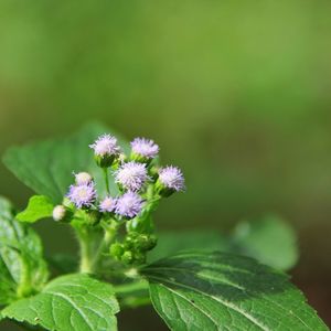 Close-up of purple flowers