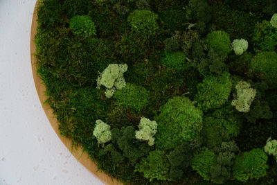 High angle view of fresh green plants