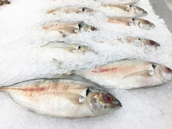 High angle view of fish for sale in market